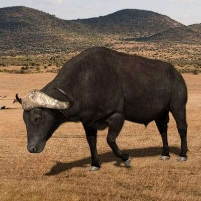 Buffalo - 3D Model by Virtual creator