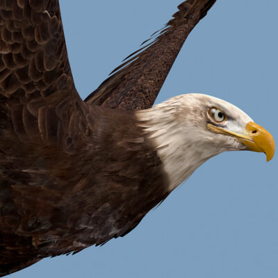 Pro Bald Eagle 8K 3D Animated
