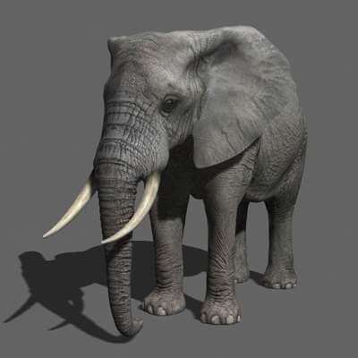 Elephant 2