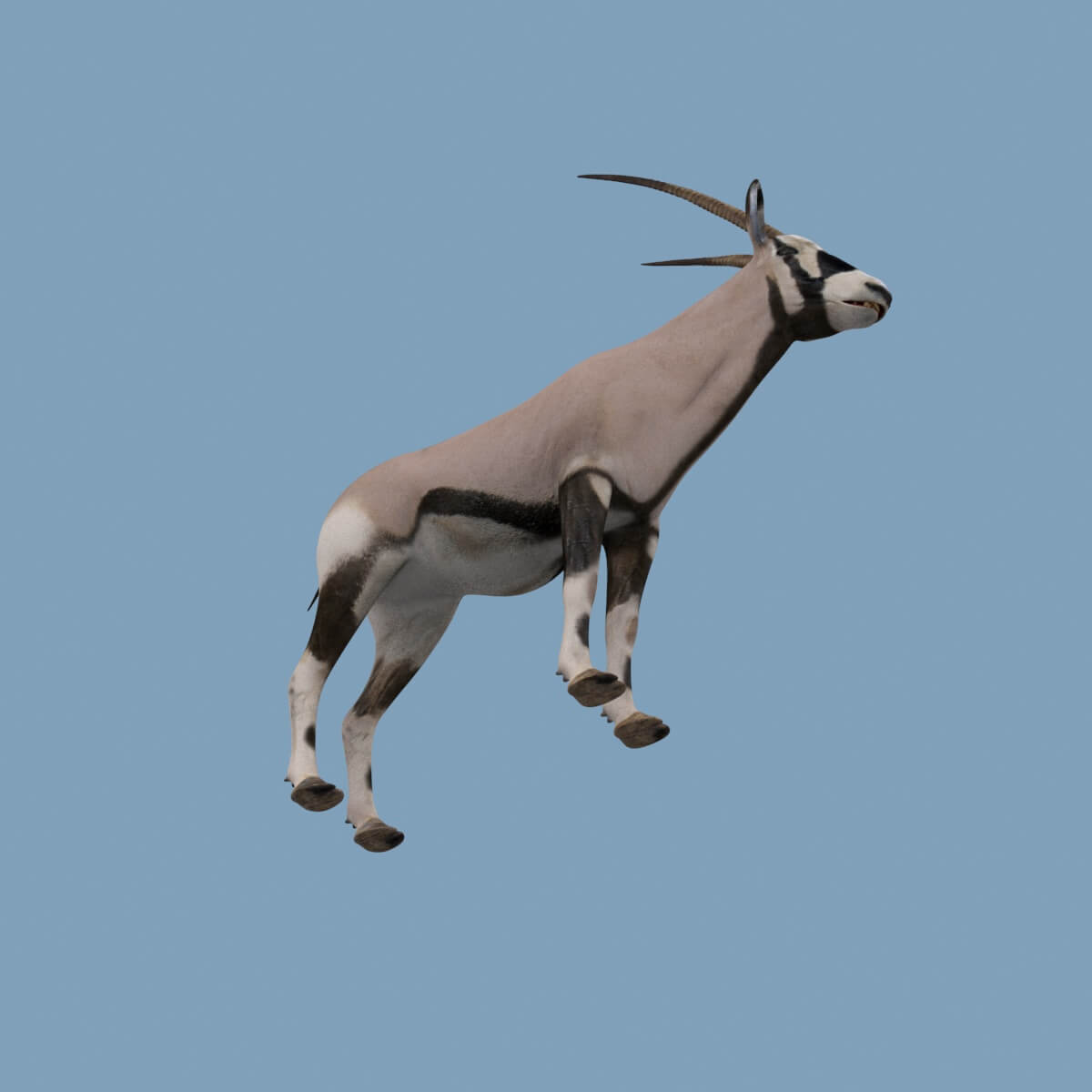 Pro Oryx - 8K 3D Model by Virtual creator