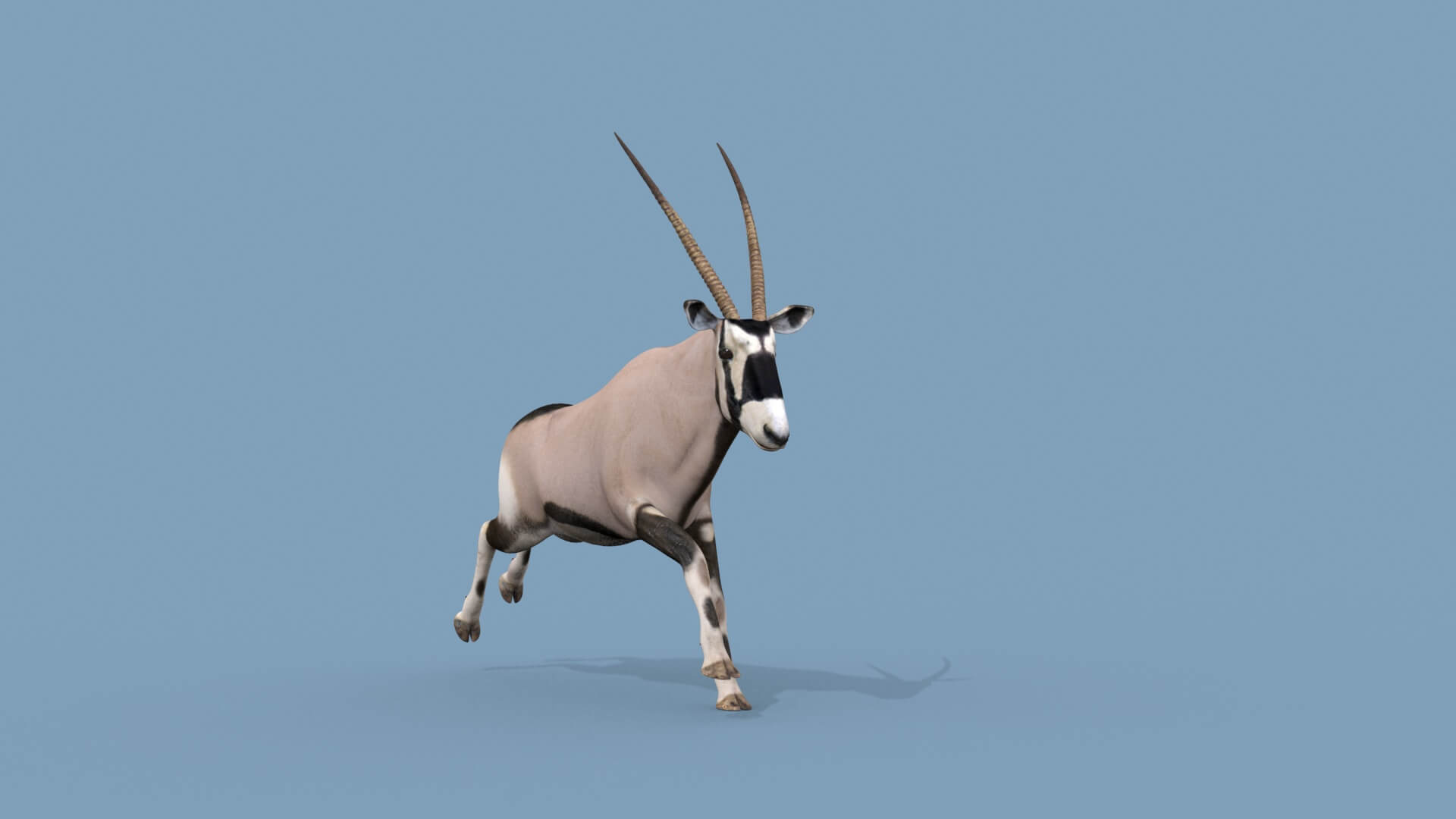 Pro Oryx - 8K 3D Model by Virtual creator