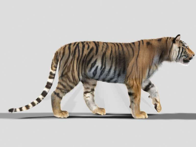 desire fx 3d models | tiger python – 3d model Images... Tiger with Fur - 3D Model by Virtual creator
