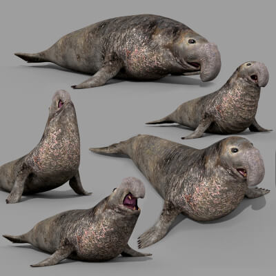 Sea Elephant Seal - 8K 3D Animated