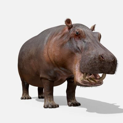Super Hippo