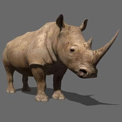 Rhino
