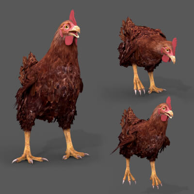 Top Chicken 8K 3D Animated
