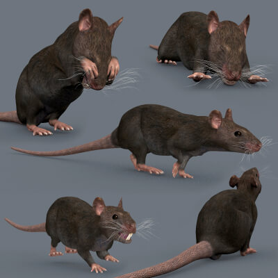 Top Rat 8K 3D Animated Mouse