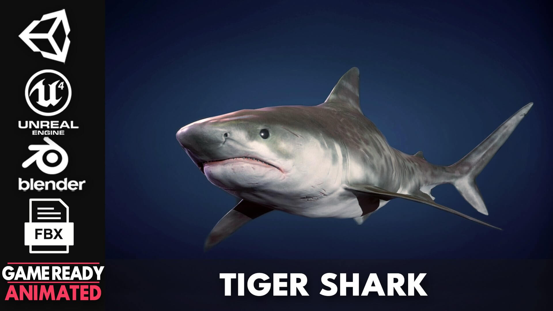 Tiger Shark - 3D Model by Viverna