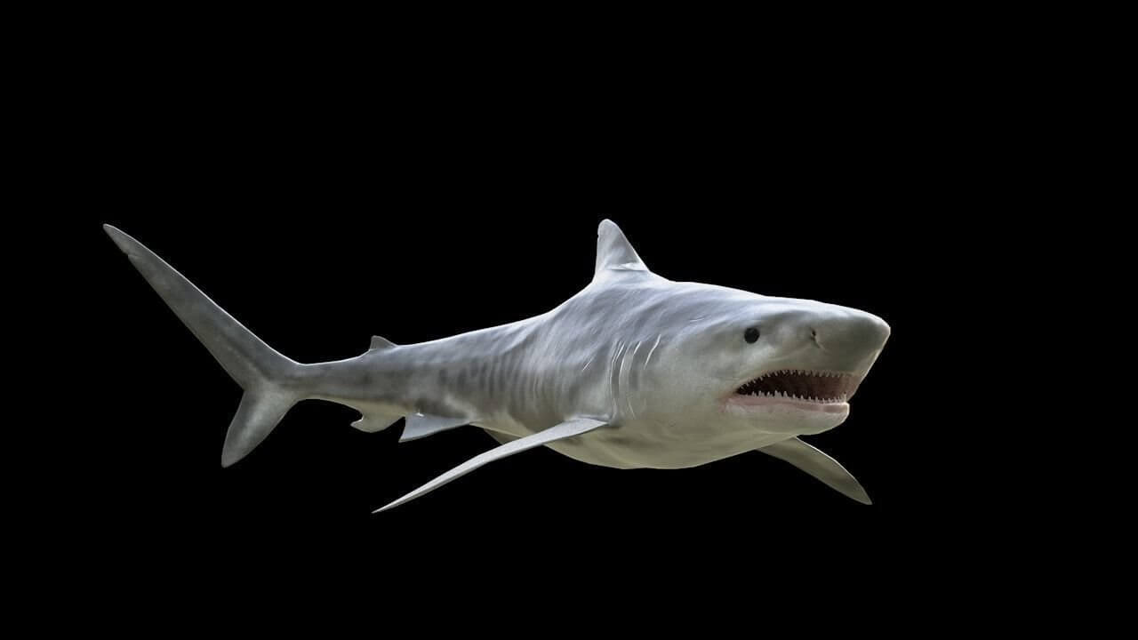 Tiger Shark - 3D Model by Viverna