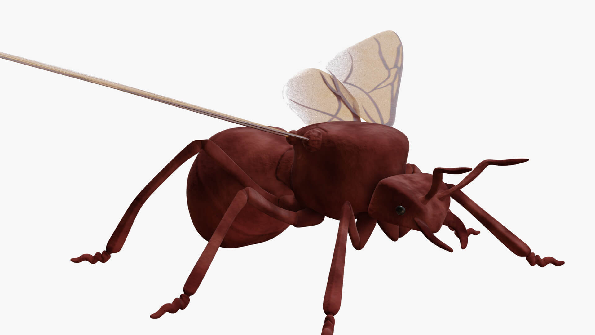Ant With Wings - 3D Model by VRTOON