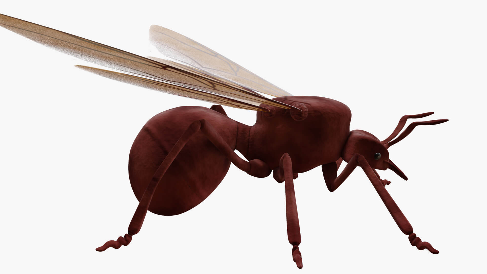 Ant With Wings - 3D Model by VRTOON