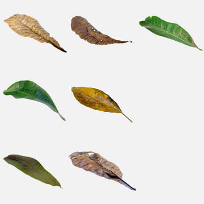 7 Different Autumn Leaves