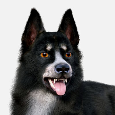 Border Collie for Dog nubis