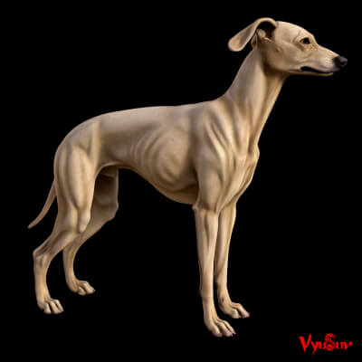 Greyhound 3D Model