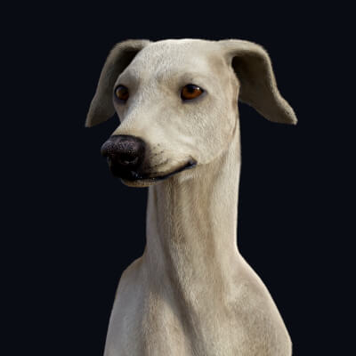 Greyhound for Dog Nubis