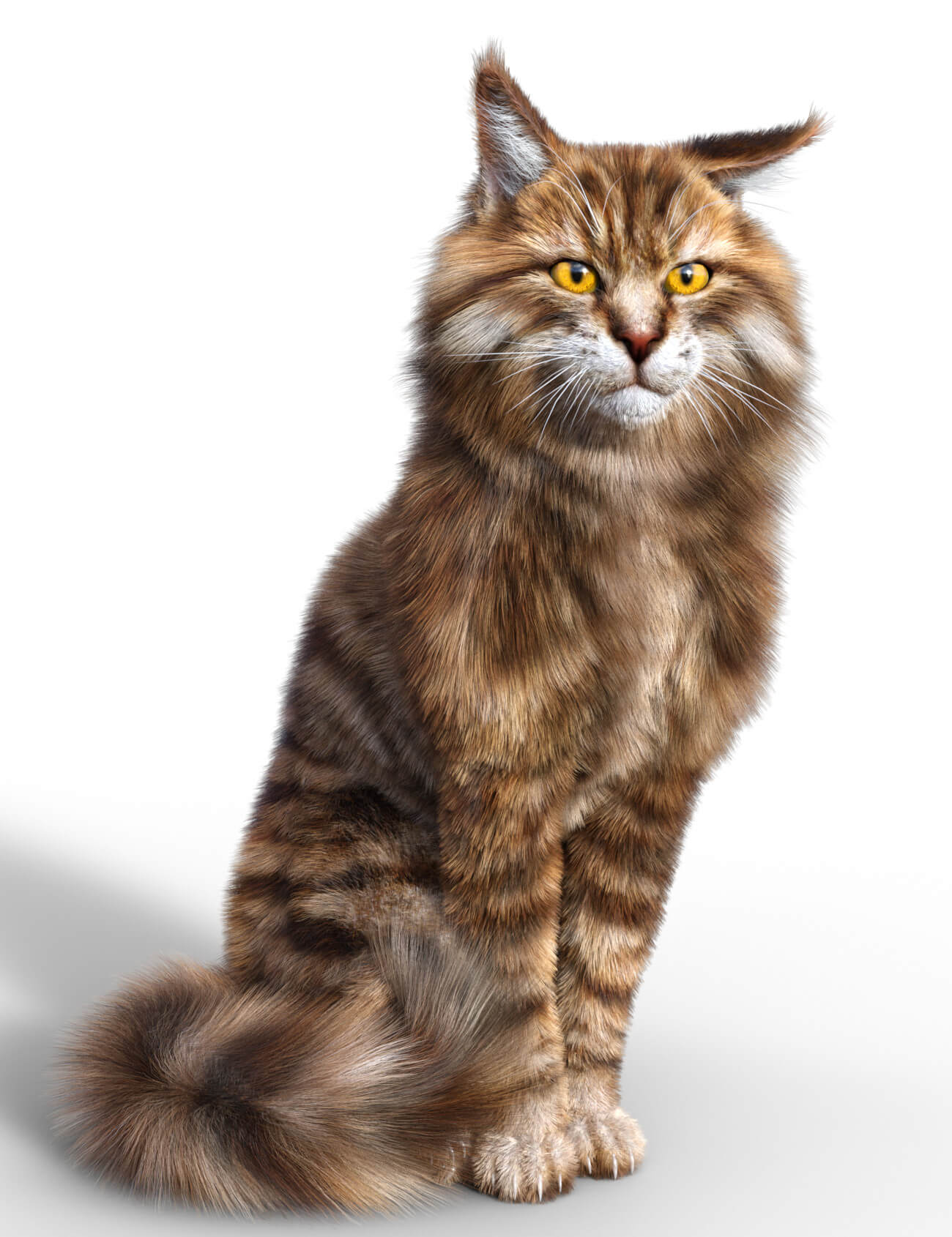 Giant Maine Coon Kittens For Sale lupon.gov.ph