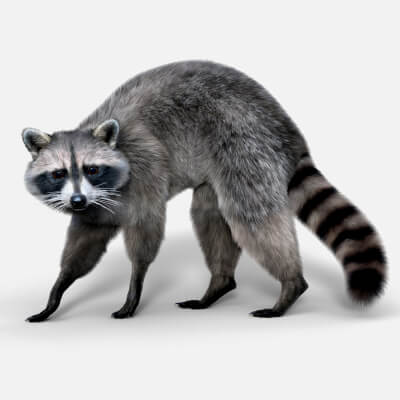 Roki Racoon for Daz Studio
