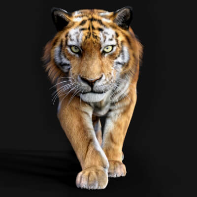 Tom Tiger for DAZ Studio by Vyusur