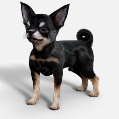 Vyu Chihuahua