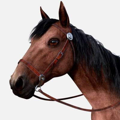 Vyu Horse Accessories for Vyu Horse