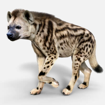 Vyu Hyena Spotted
