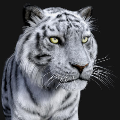 White Tiger for Tom Tiger