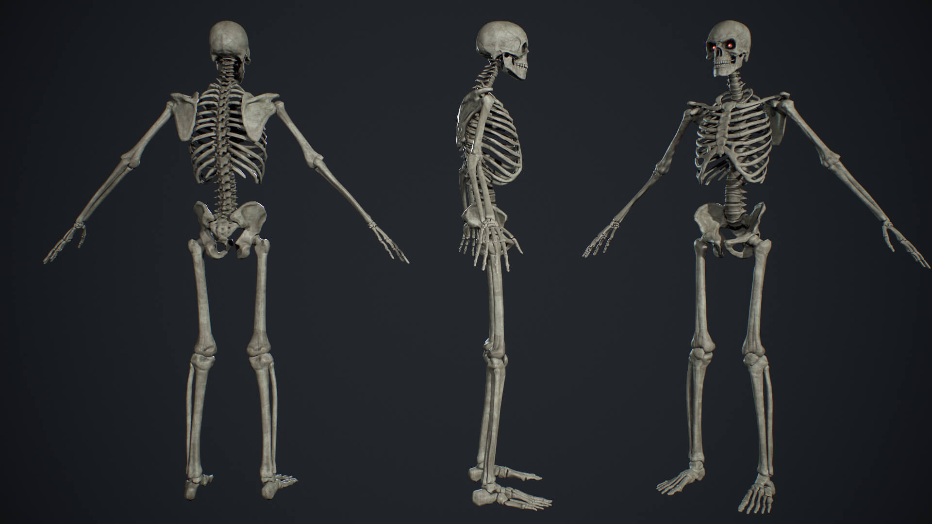 Skeleton 01 Low Poly - 3D Model by Wernerkurt