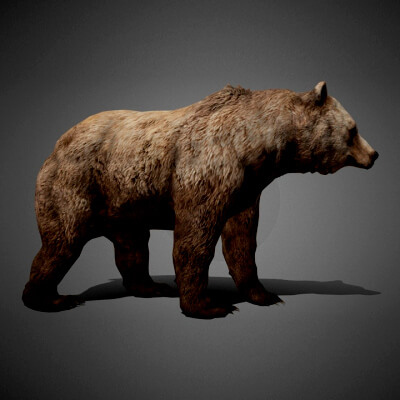 Realistic Animated Bear 3D Model by WildMesh 3D