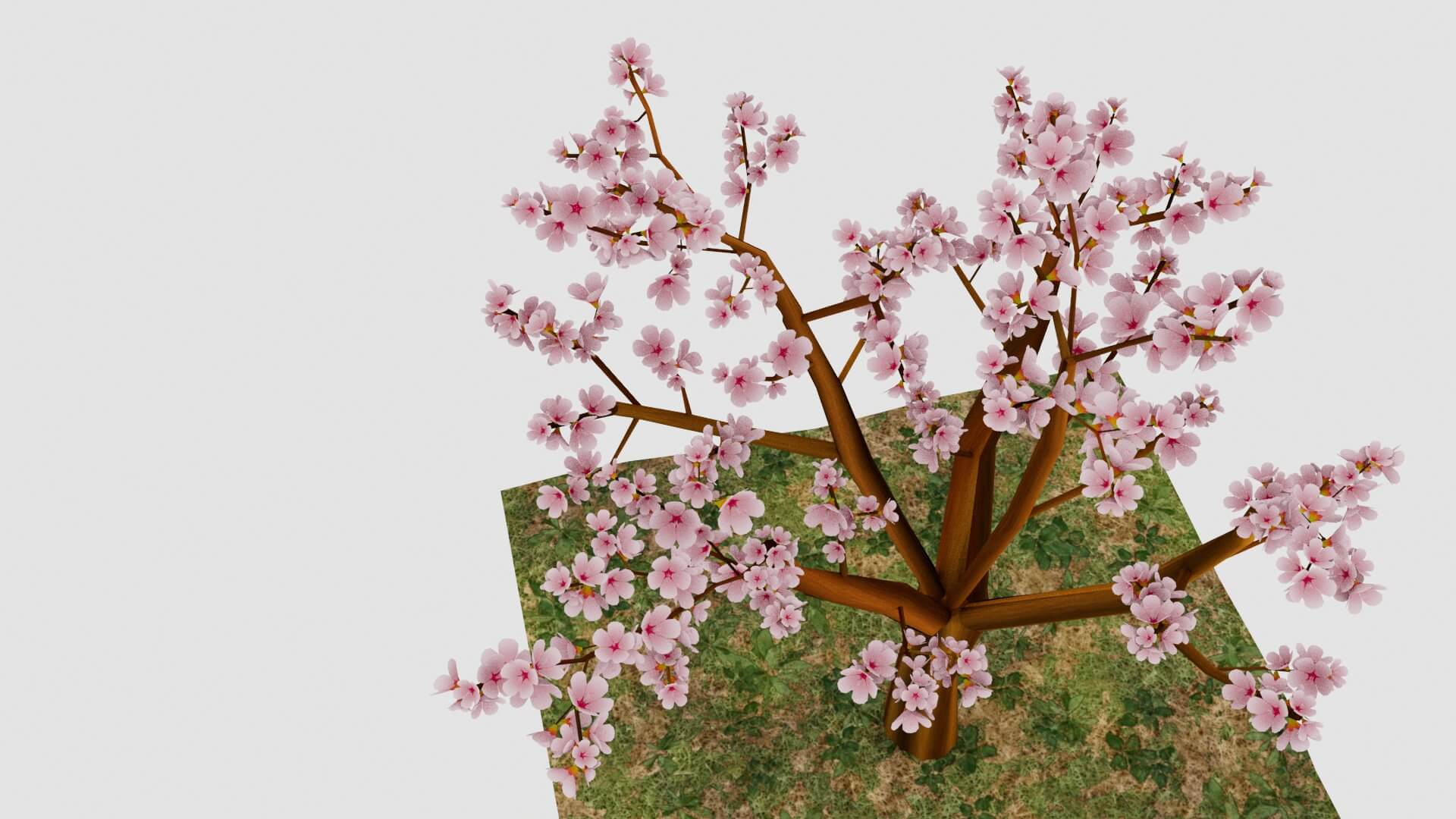 Cherry Blossom - 3D Model by WilliamJ