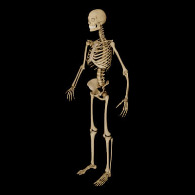 Male Textured Human Skeleton Fully Rigged 3D Model by ZainGhazi