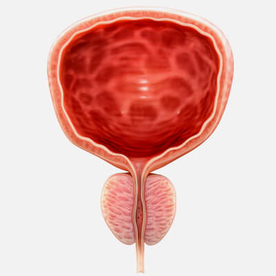 Urinary Bladder Texture Bladder Cross Section - 3D Model by zames1992d