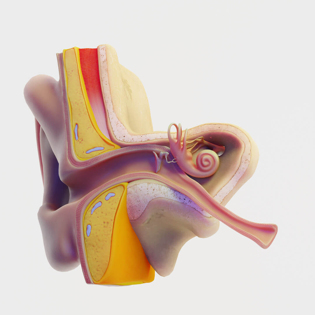 Ear Structure Anatomy Section - 3D Model by zames1992d