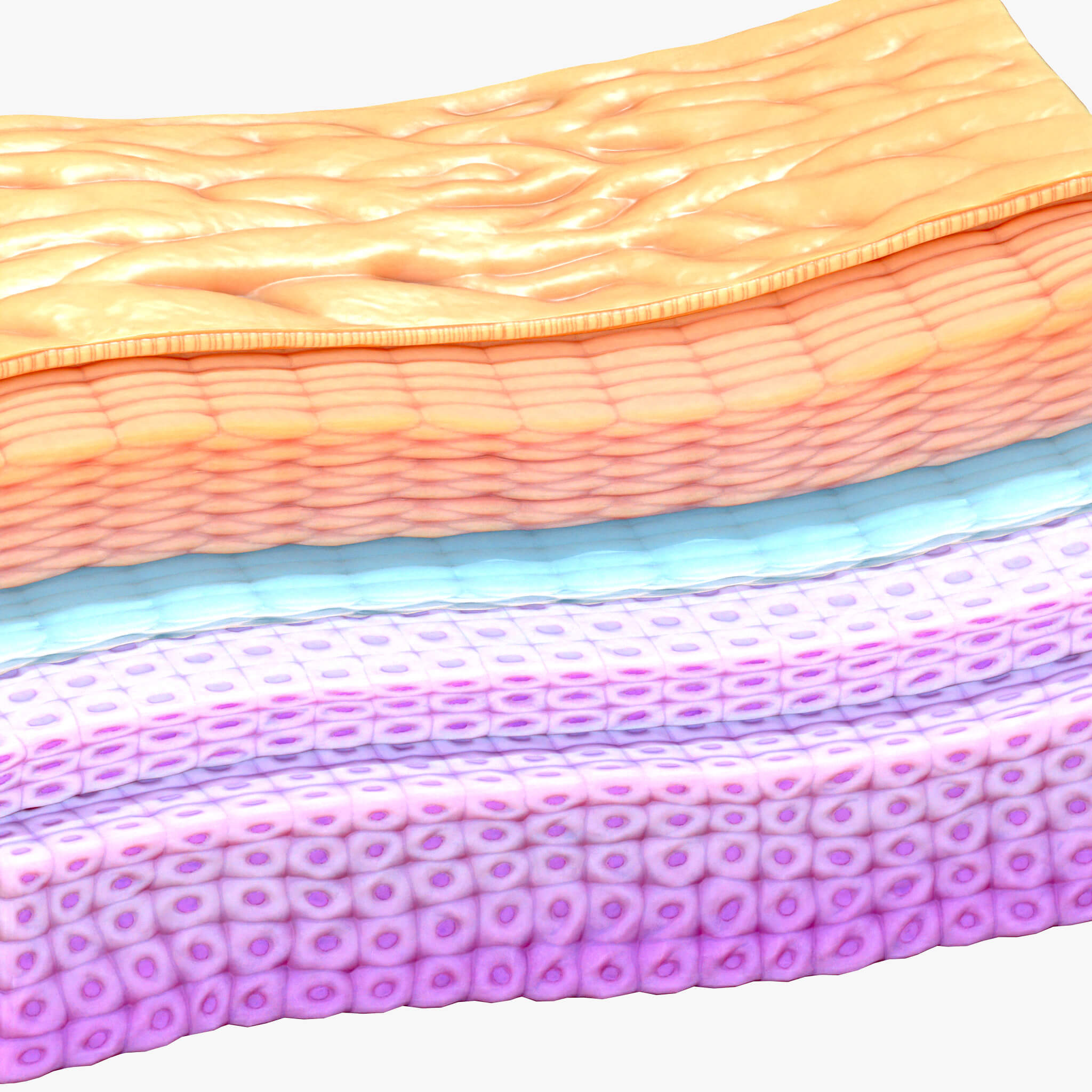 Epidermis Cross Section - 3D Model by zames1992d