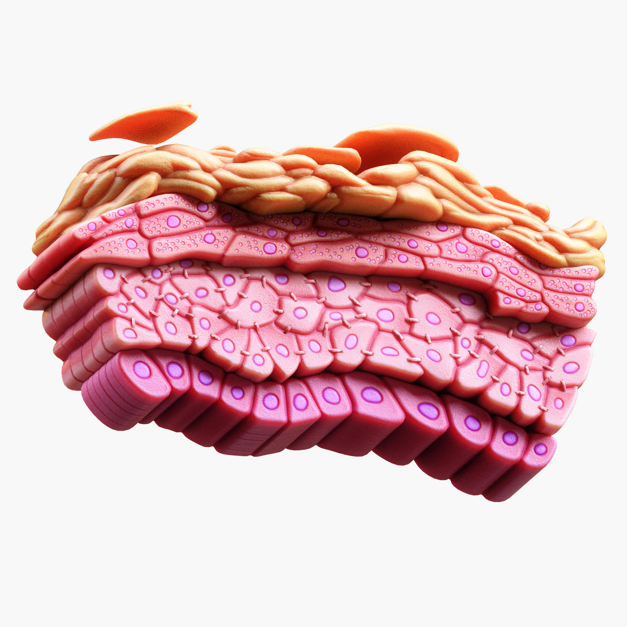 Epidermis Cross Section Anatomy - 3D Model by zames1992d