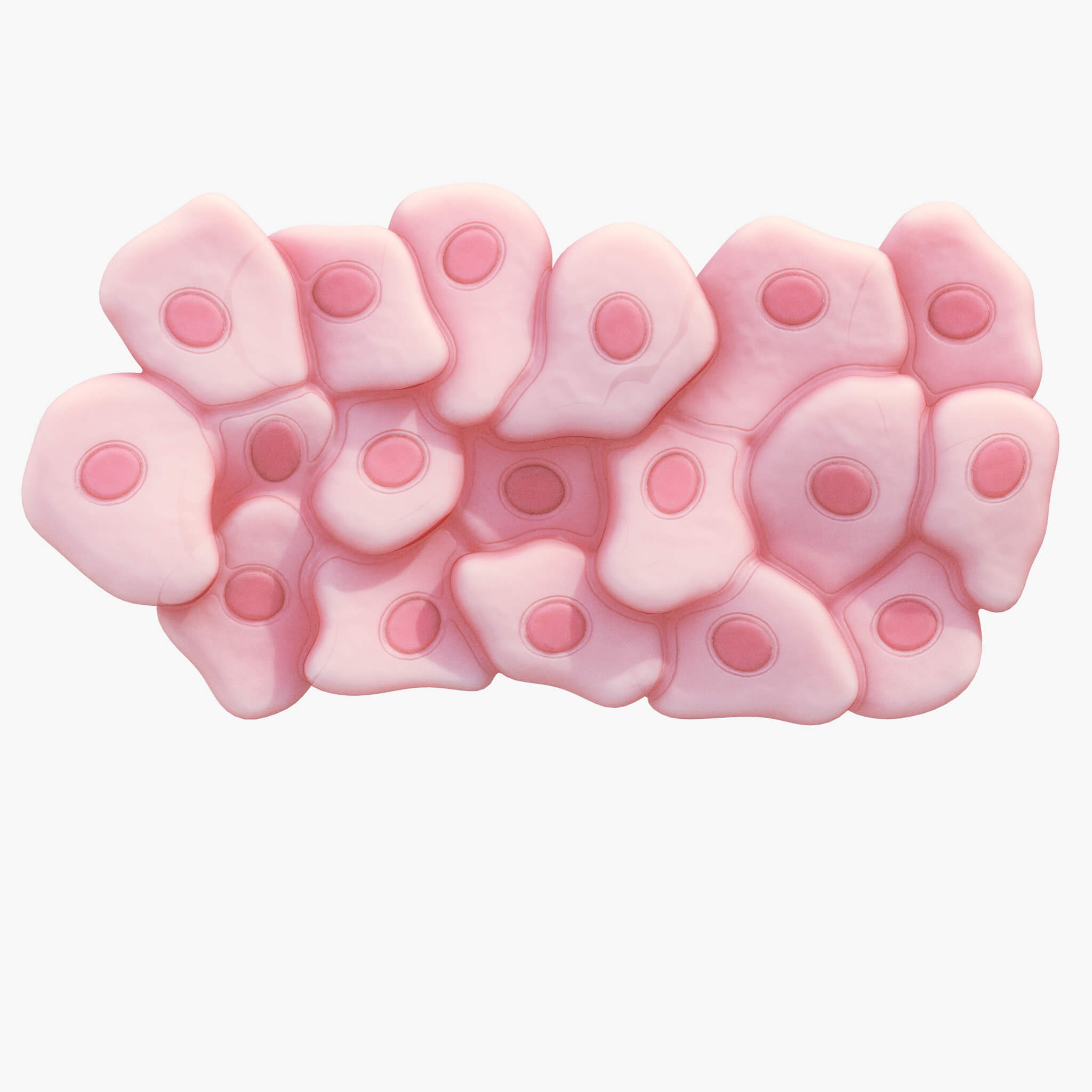 Epithelial Tissues - 3D Model by zames1992d