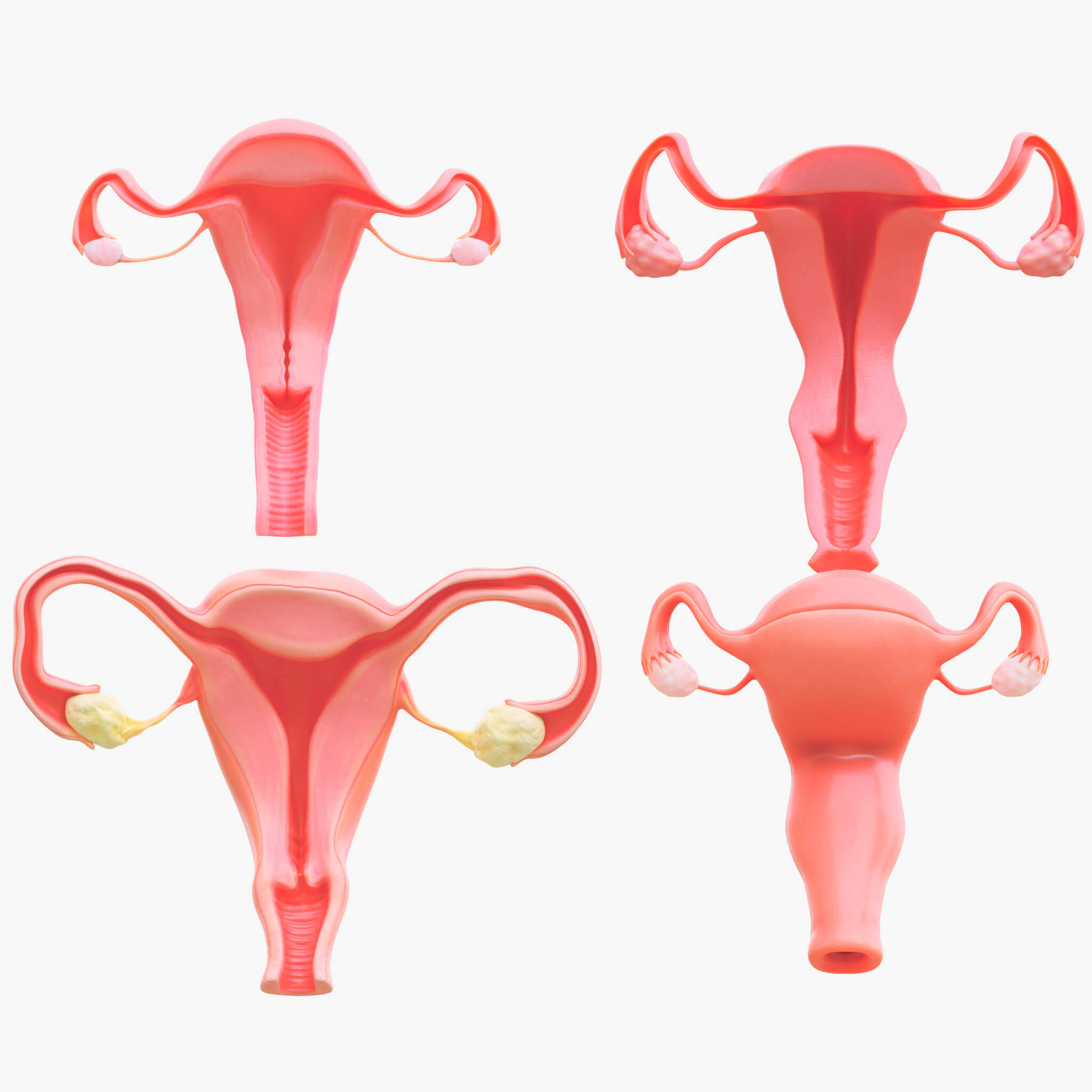 Female Reproductive System Section Bundle 3D Model by zames1992d