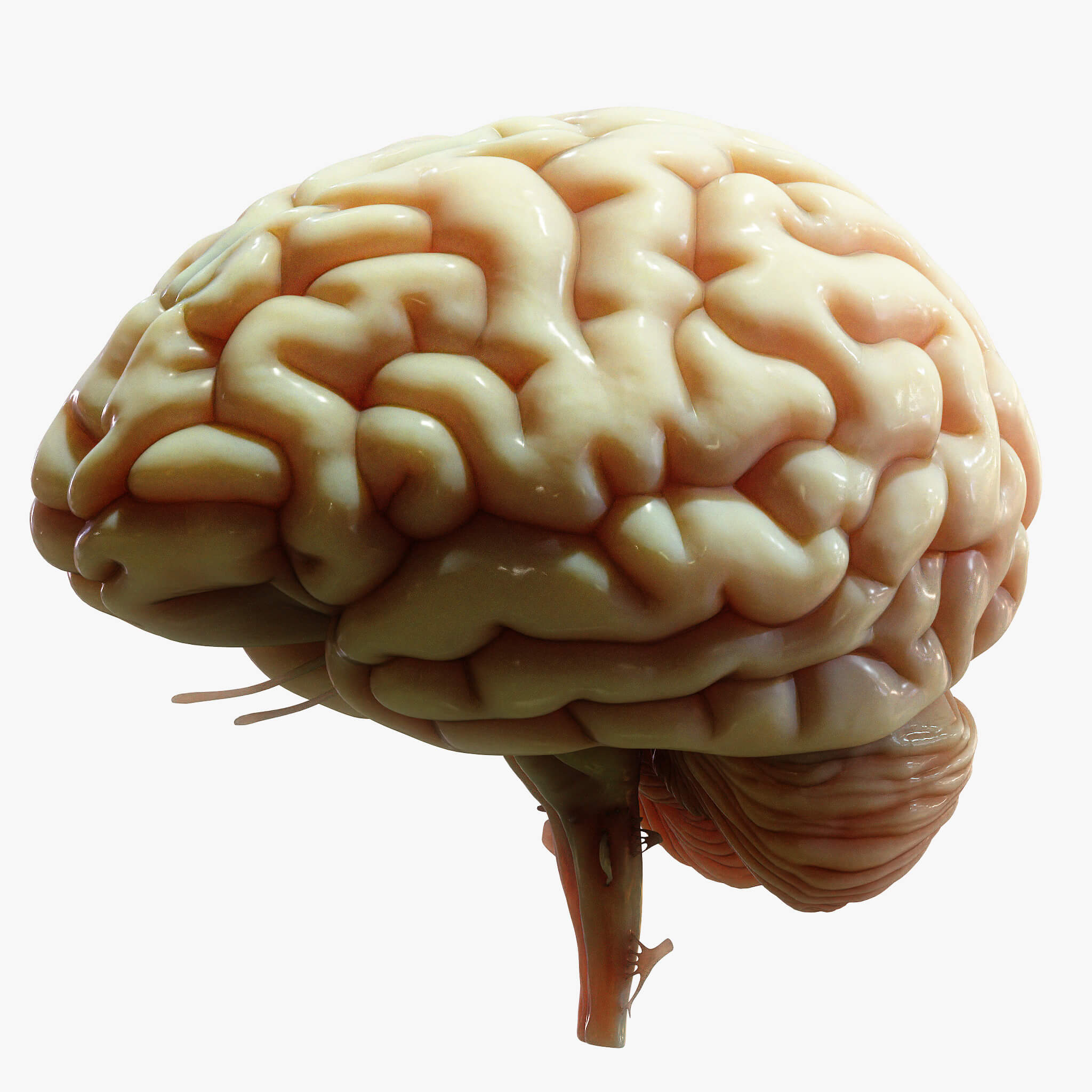 Human Brain Cross Section Anatomy - 3D Model by zames1992d