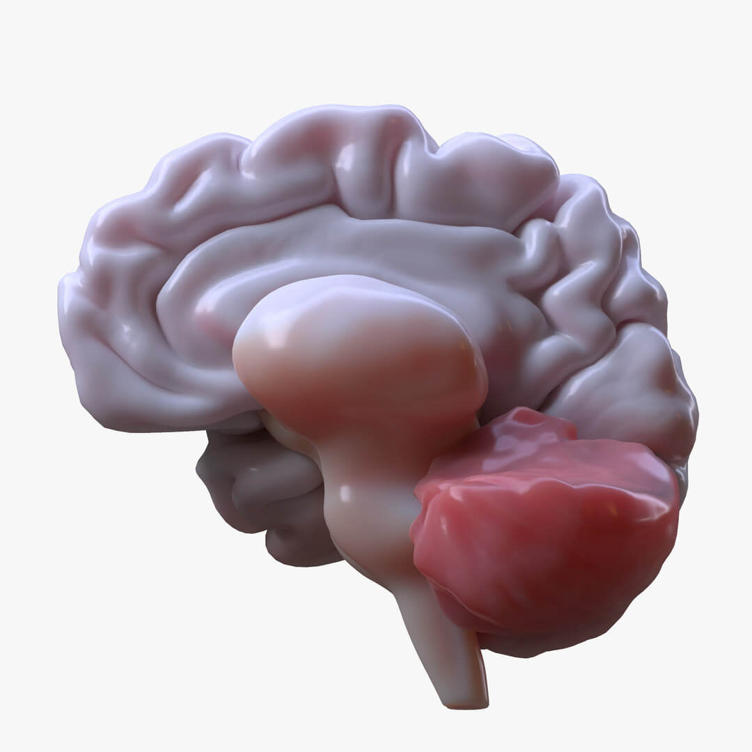 Human Brain Anatomy - 3D Model by zames1992d