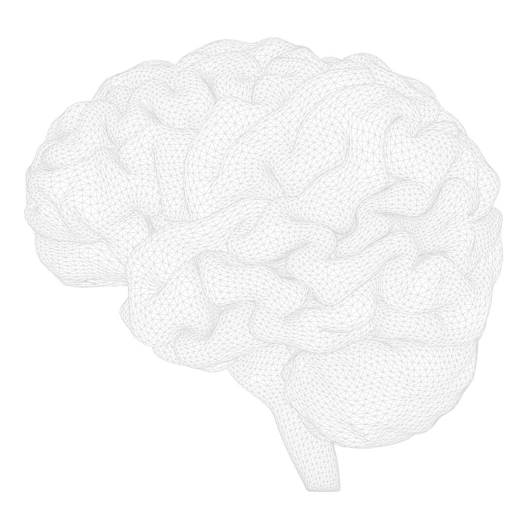 Human Brain Anatomy - 3D Model by zames1992d