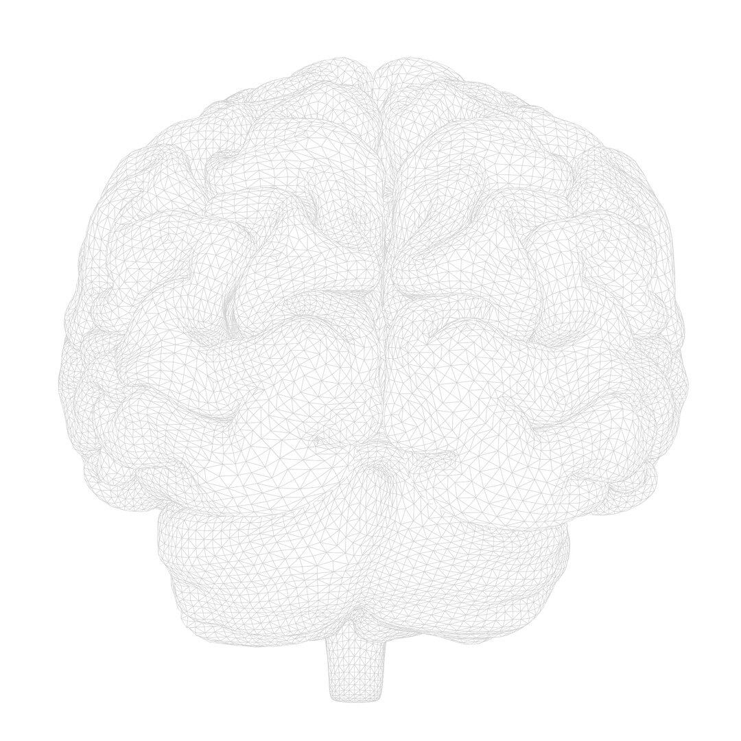 Human Brain Anatomy - 3D Model by zames1992d
