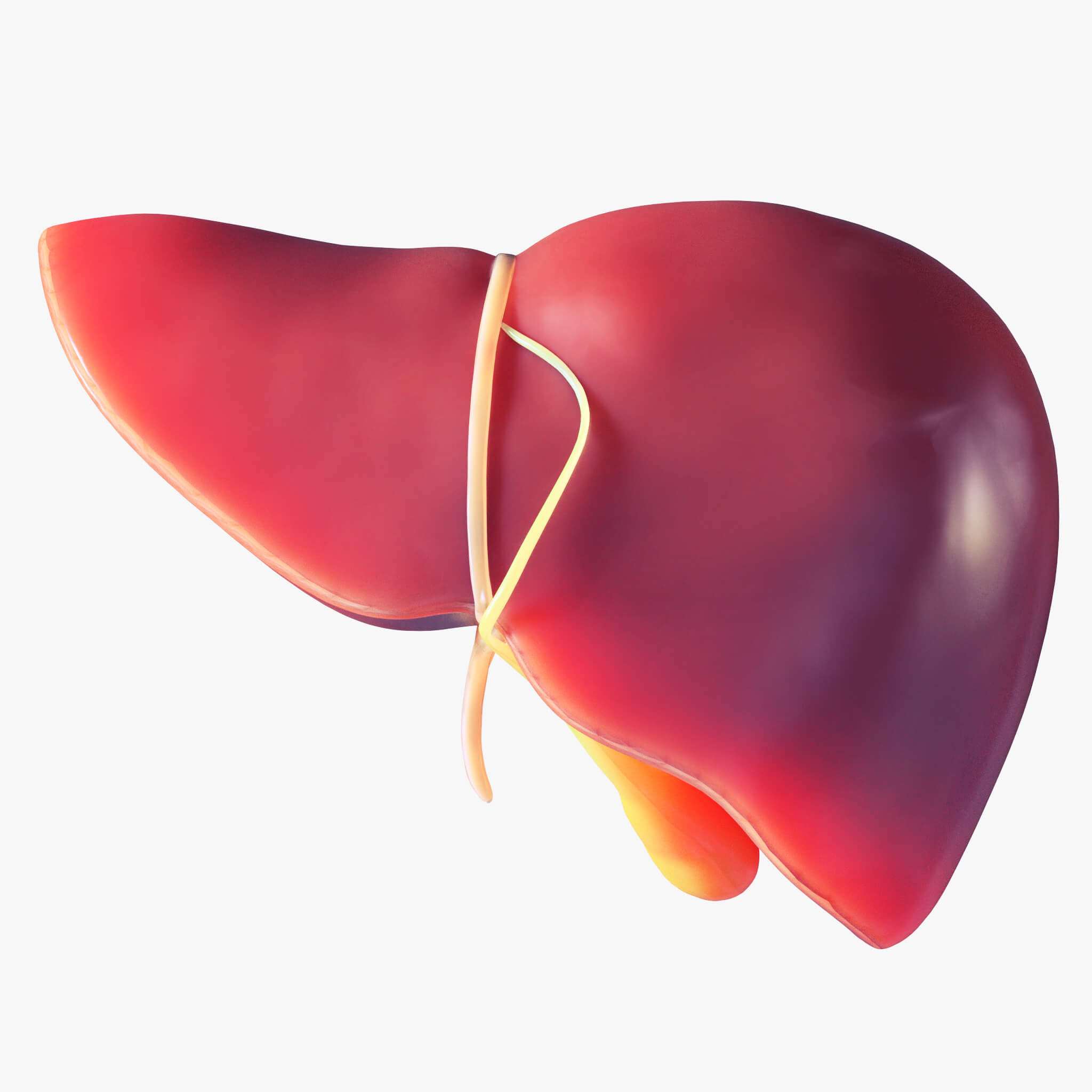 American Liver Foundation Marks Awareness Month with Expanded Outreach