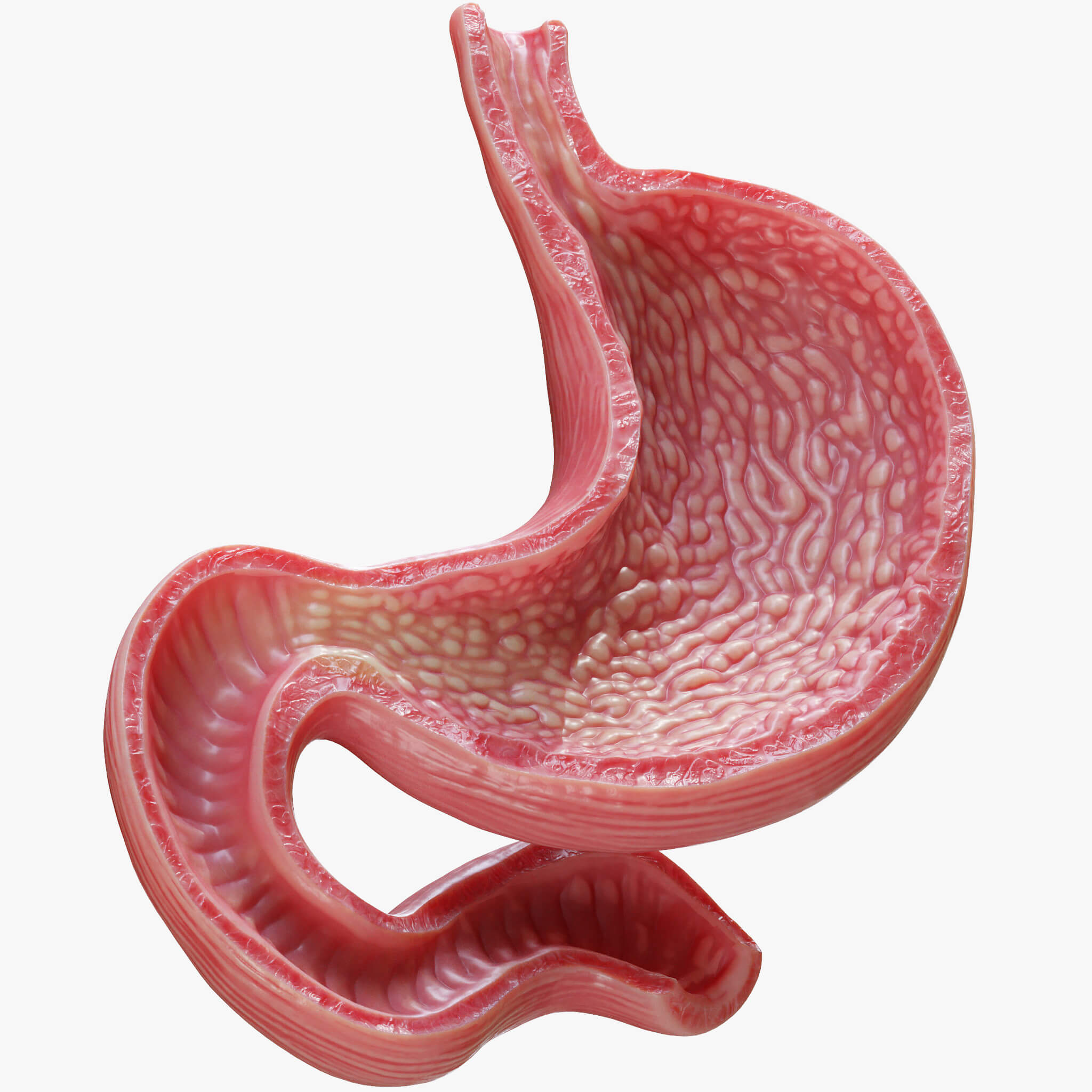 Human Stomach 3D Model By Zames1992d Human Stomach 3D Model By Zames1992d