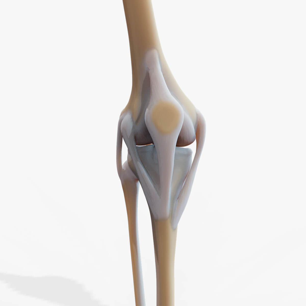 Knee Joint Anatomy 3D Model by zames1992d
