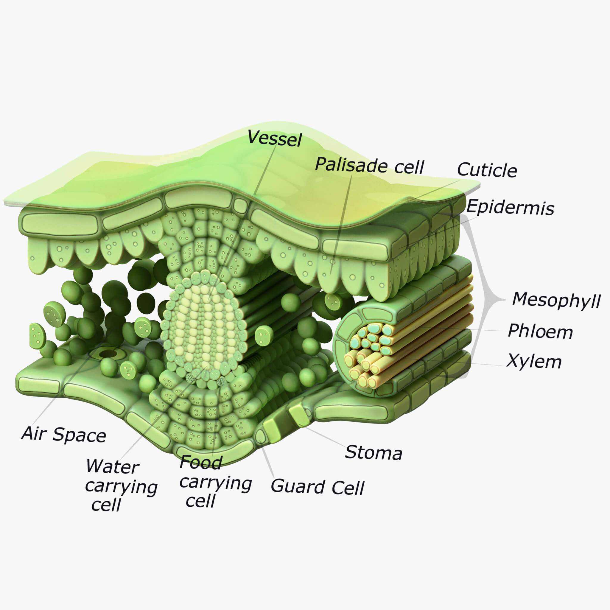 Cross Section Of A Leaf Model Solancis