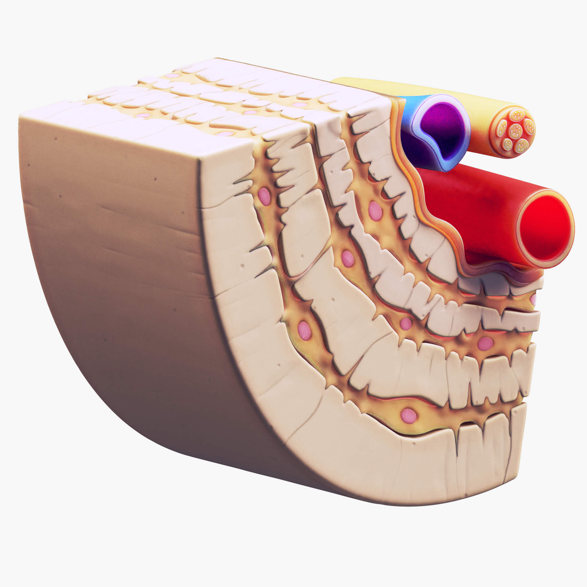 Osteocyte in Compact Bone Osteon 3D Model by zames1992d