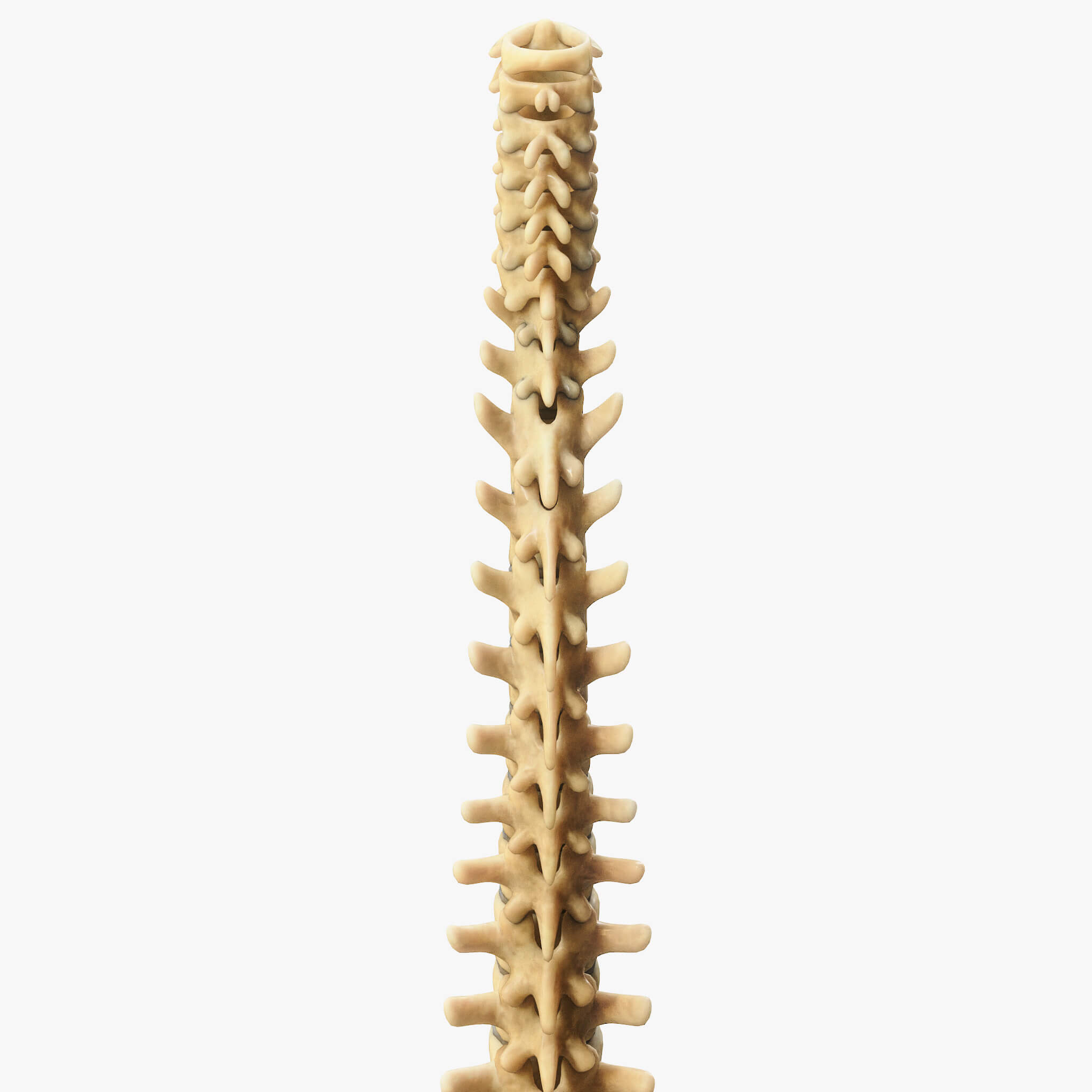 Spine Anatomy 3D Model by zames1992d