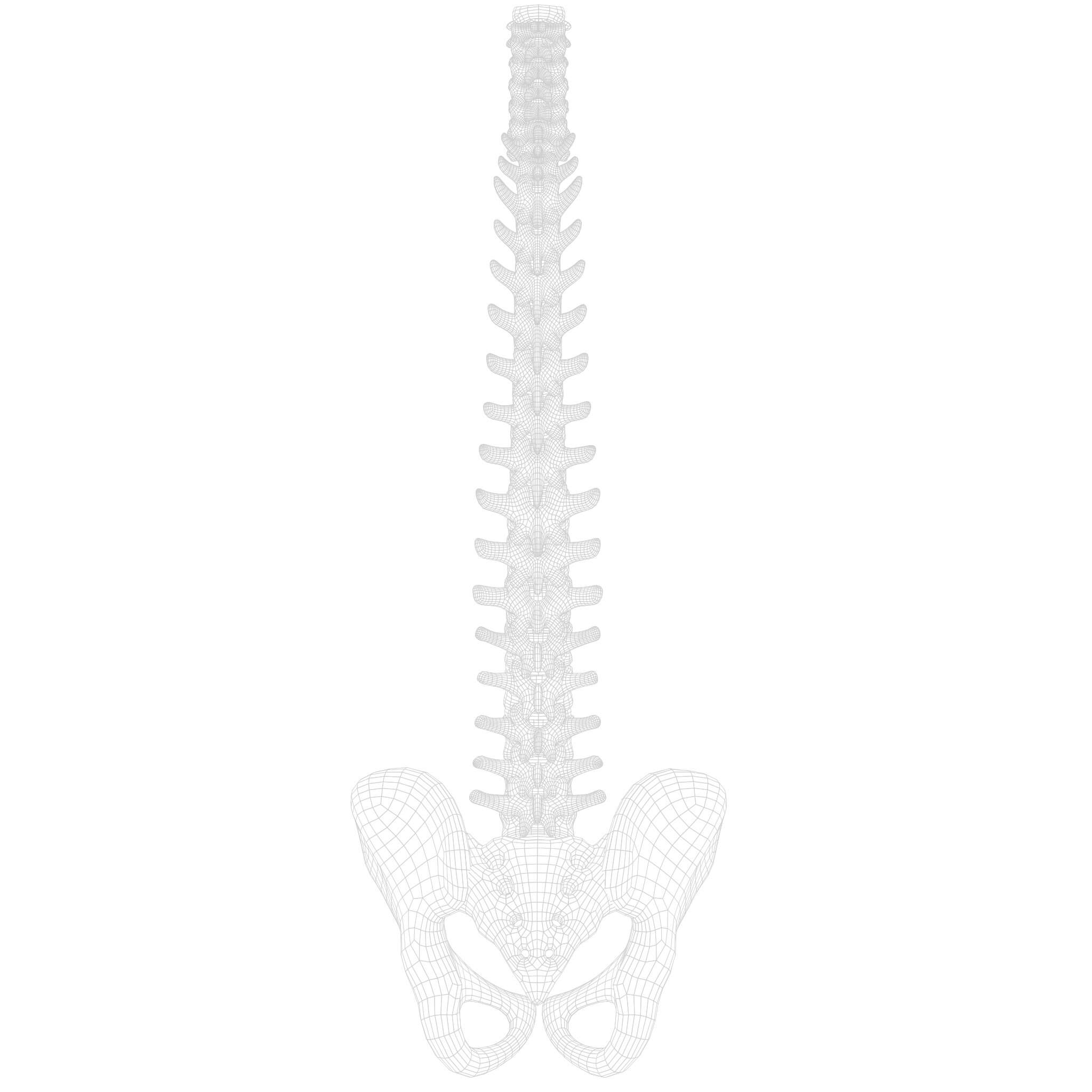 Virtual Spine Model Spine Anatomy - 3D Model by zames1992d