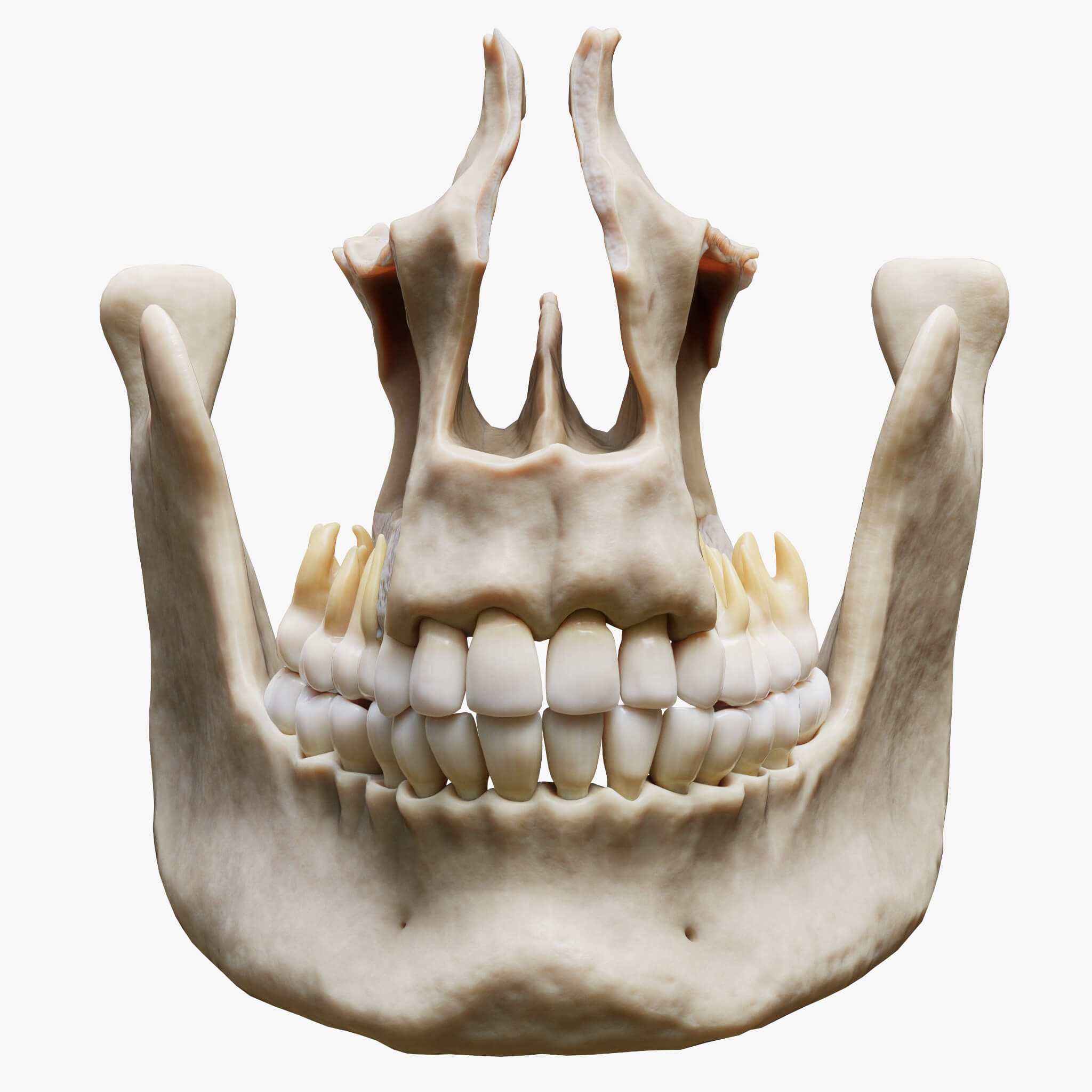 Bone Teeth Example Tooth Structure Bone Anatomy - 3D Model by zames1992d