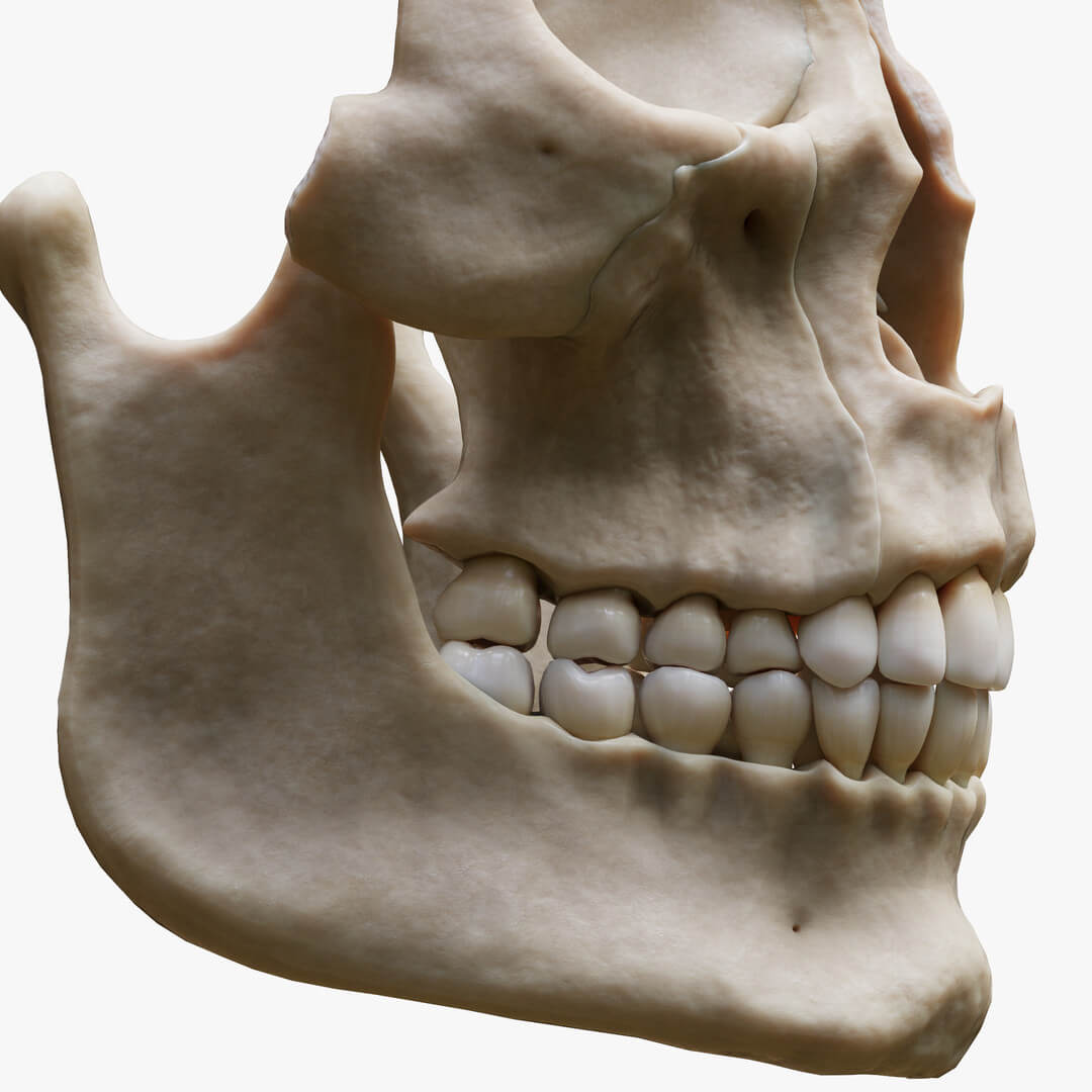 Bone Teeth Example Tooth Structure Bone Anatomy - 3D Model by zames1992d
